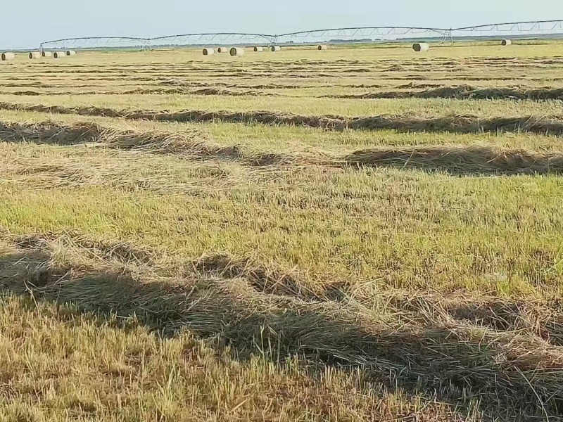 内蒙万赤峰两万亩土地流转产权明确种植养殖都行林地种植地