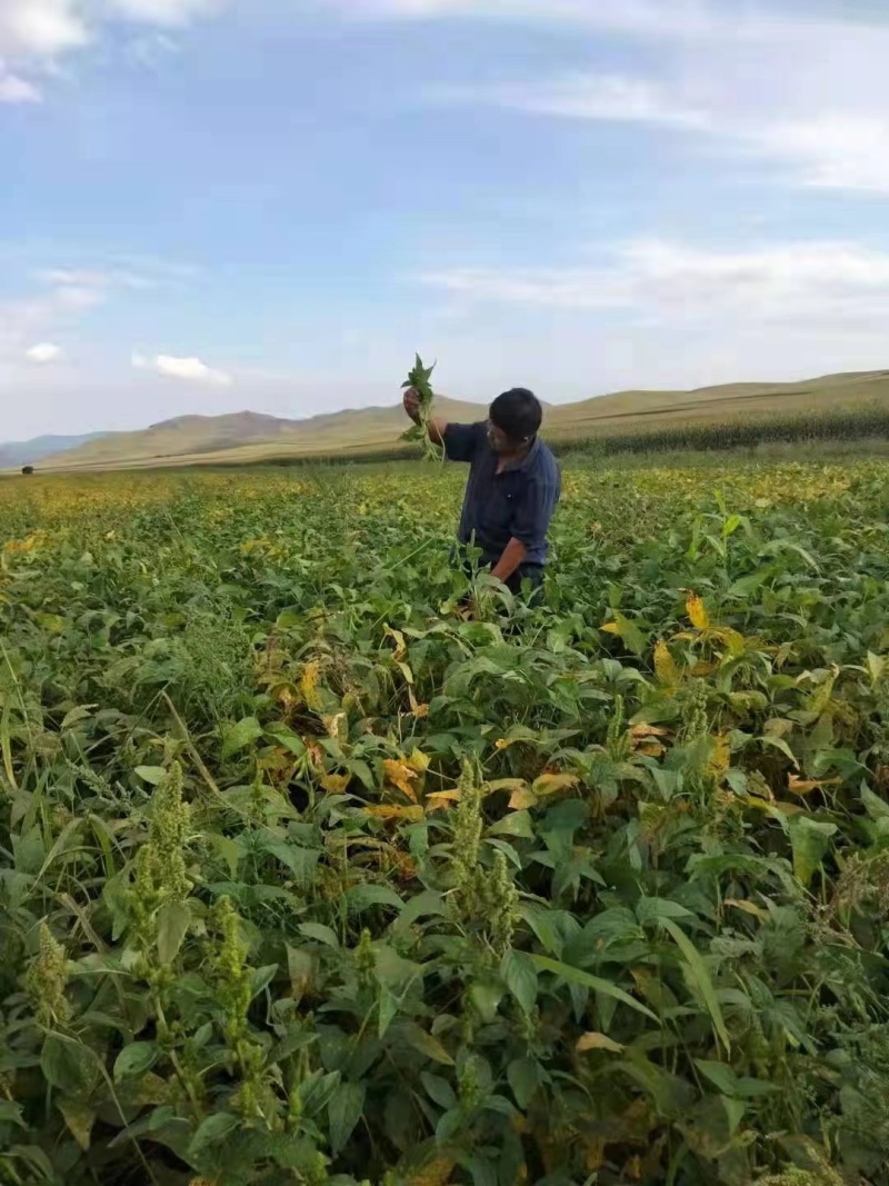 兴安盟五千亩水电齐全黑土地出租，（种药材）三年起租