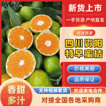 四川资中柑桔高山蜜橘特早蜜橘产地直发对接全国市场团购电商