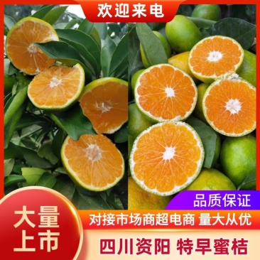 四川资阳早熟蜜橘柑桔大量上市对接市场，电商，商超欢迎来电