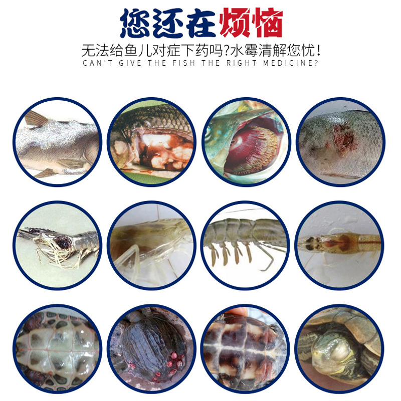 水霉卫士鱼塘杀菌消毒预防水霉病白毛赤皮烂鳃烂尾