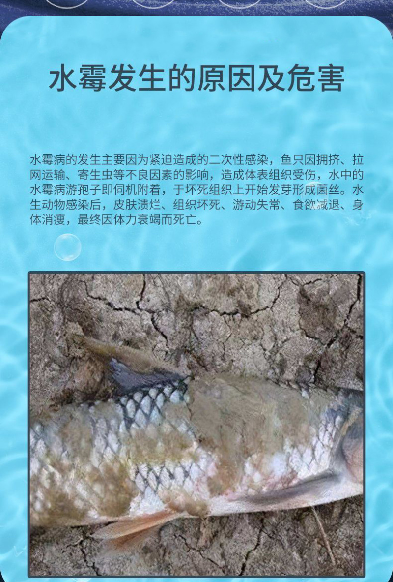 水霉卫士鱼塘杀菌消毒预防水霉病白毛赤皮烂鳃烂尾