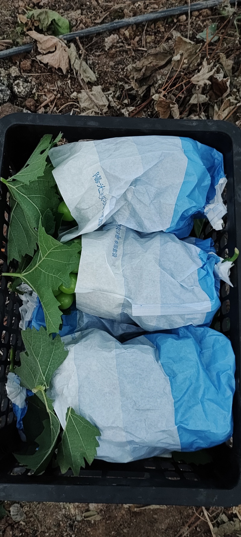 阳光玫瑰葡萄上市中量大价优品质保障欢迎选购电联