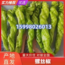 辽宁螺丝胶鲜辣椒大量供应品种齐全可视频看货