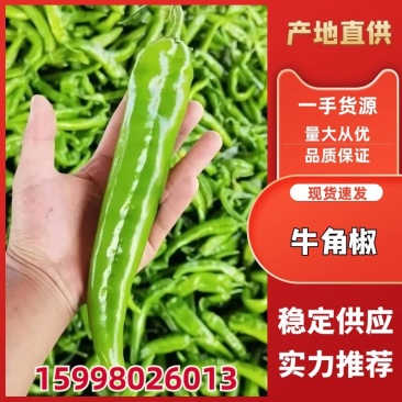辽宁牛角椒尖角大量供应质优价廉可视频看货