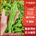 辽宁牛角椒尖角大量供应质优价廉可视频看货