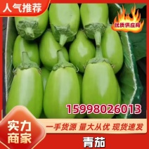 【青茄】海城青茄茄子大量供应对接各大市场电商