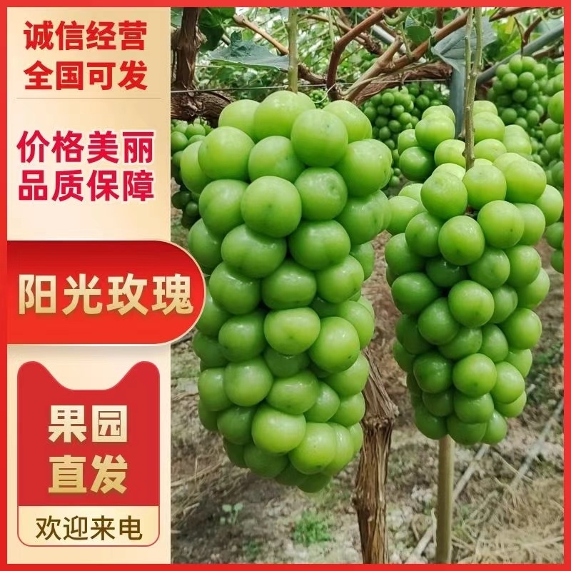阳光玫瑰葡萄上市中量大价优品质保障欢迎选购电联