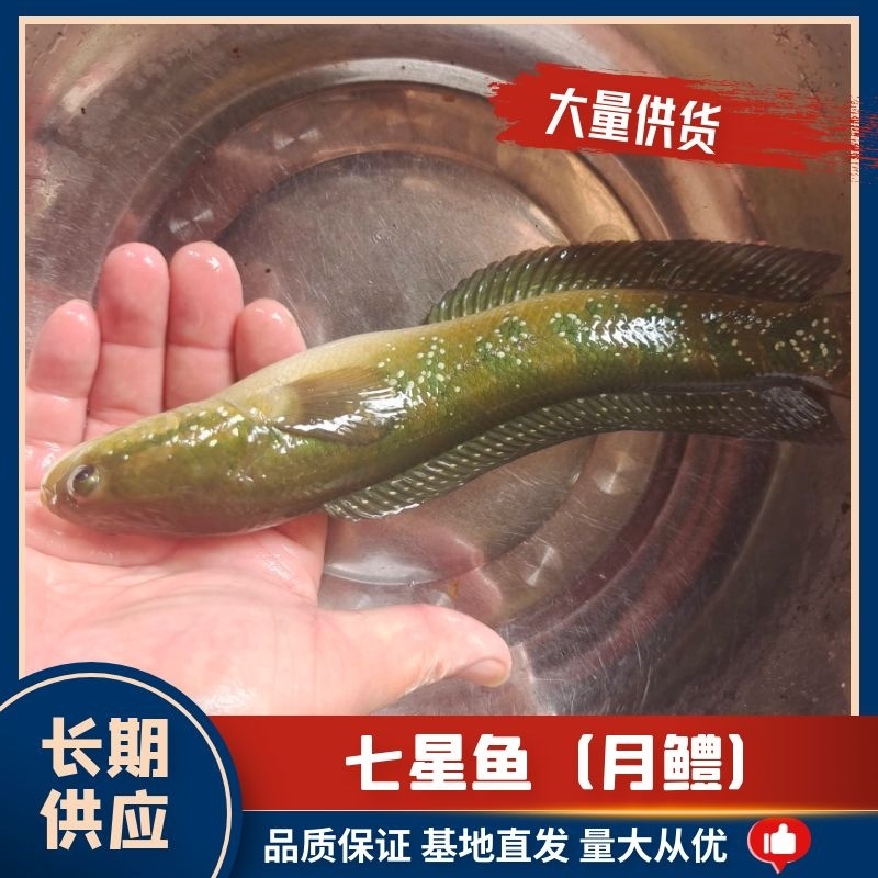 生态七星鱼，品质保证，量大从优，诚信经营，欢迎来电