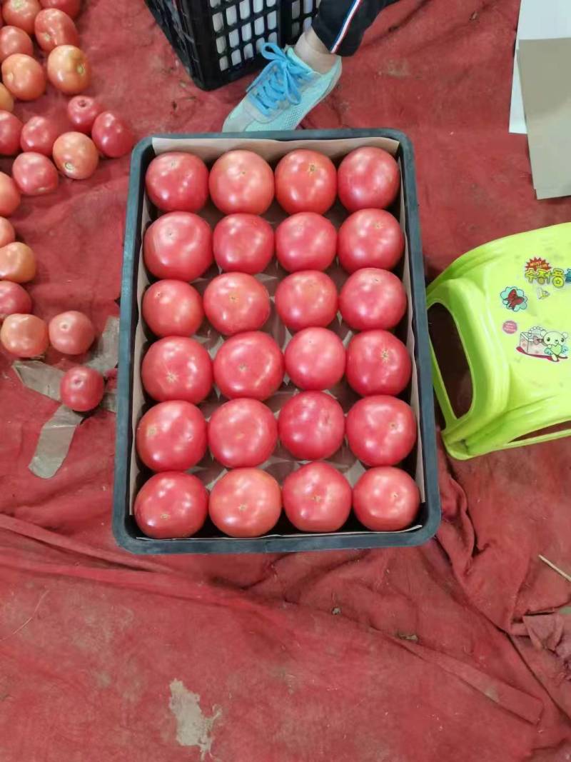 长阳县精品大红西红柿硬粉西红柿品质保障专业代发全国