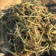 花生秧大量上市，常年供应，营养丰富，欢迎采购
