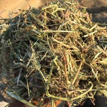 花生秧大量上市，常年供应，营养丰富，欢迎采购