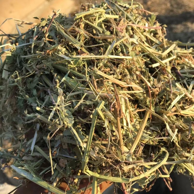 花生秧大量上市，常年供应，营养丰富，欢迎采购