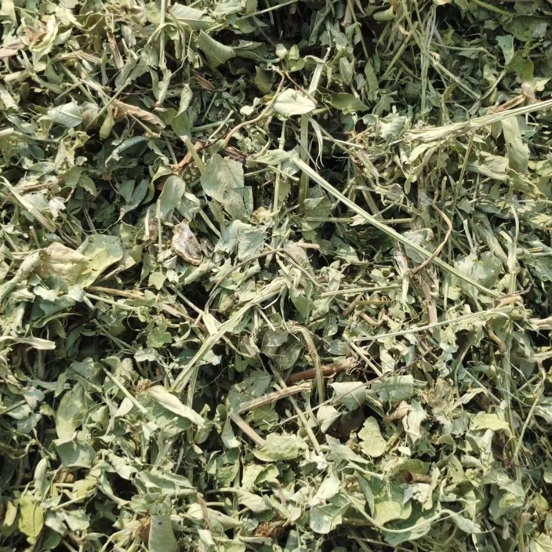 花生秧大量上市，常年供应，营养丰富，欢迎采购