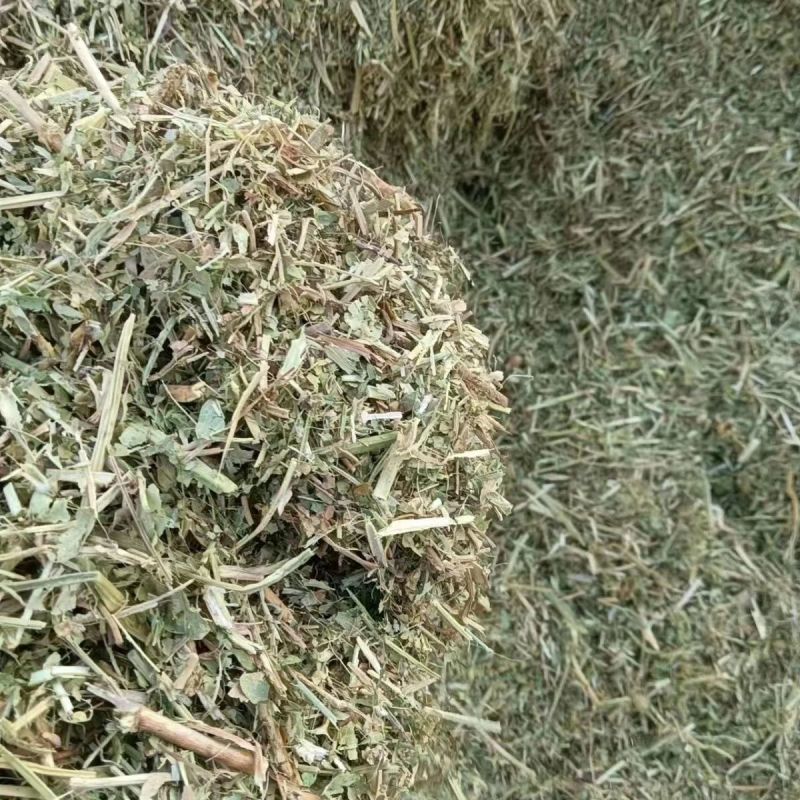 花生秧大量上市，常年供应，营养丰富，欢迎采购