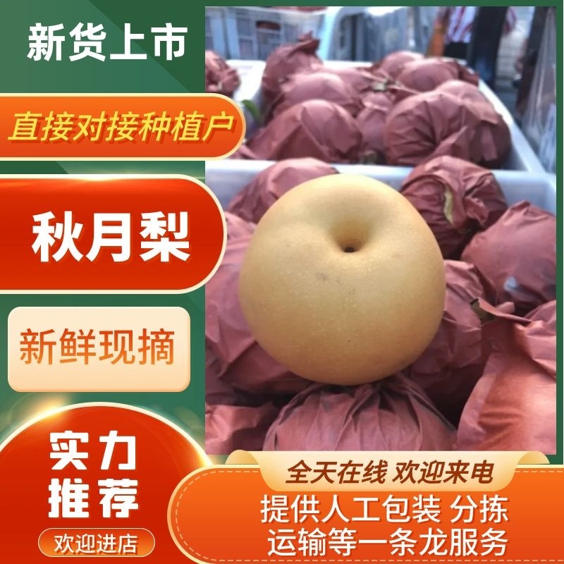 砀山精品秋月梨质量好甜度高欢迎各地客户前来采购