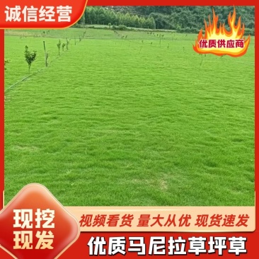 草坪草大量供应精品马尼拉草，打造绿色家园，快速铺设，品质保证