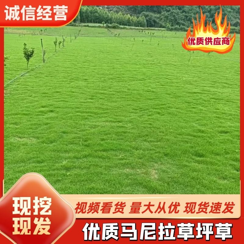草坪草大量供应精品马尼拉草，打造绿色家园，快速铺设，品质保证