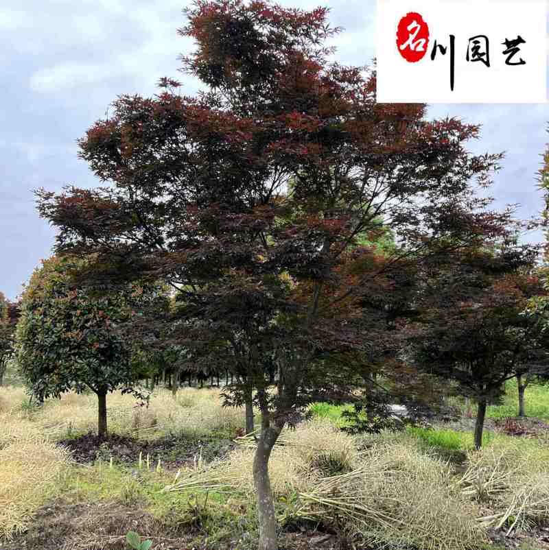 红枫基地直供精品中国红枫成都红枫批发价格树形好优惠价