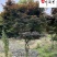 红枫基地直供精品中国红枫成都红枫批发价格树形好优惠价