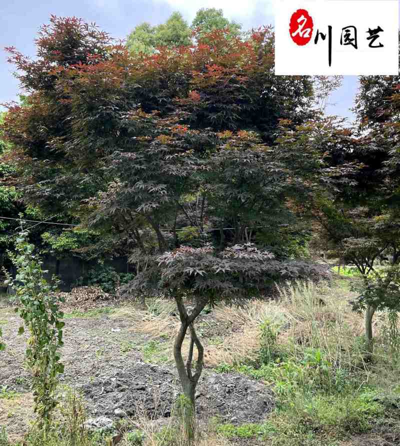 红枫基地直供精品中国红枫成都红枫批发价格树形好优惠价