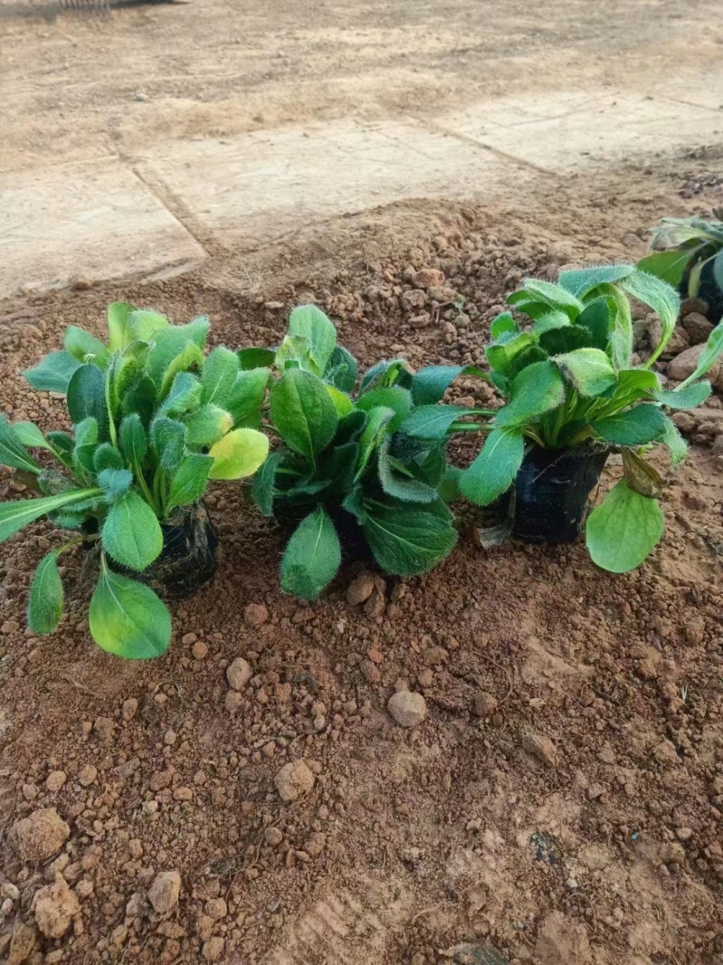 黑心菊，精品黑心菊，基地直发