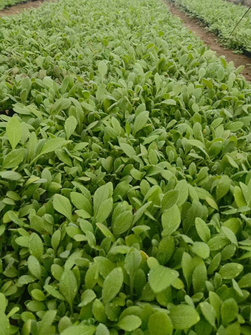 黑心菊，精品黑心菊，基地直发