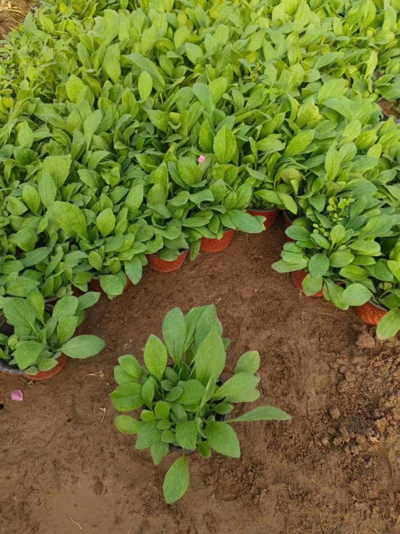 黑心菊，精品黑心菊，基地直发