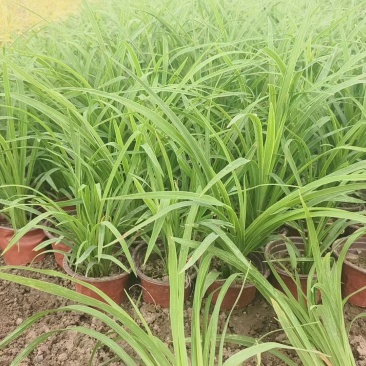 大花萱草,精品大花萱草,基地直发价格实惠