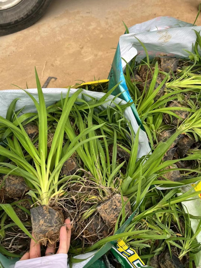 大花萱草，精品大花萱草，基地直发价格实惠