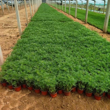 波斯菊，价格实惠，基地直发精品波斯菊