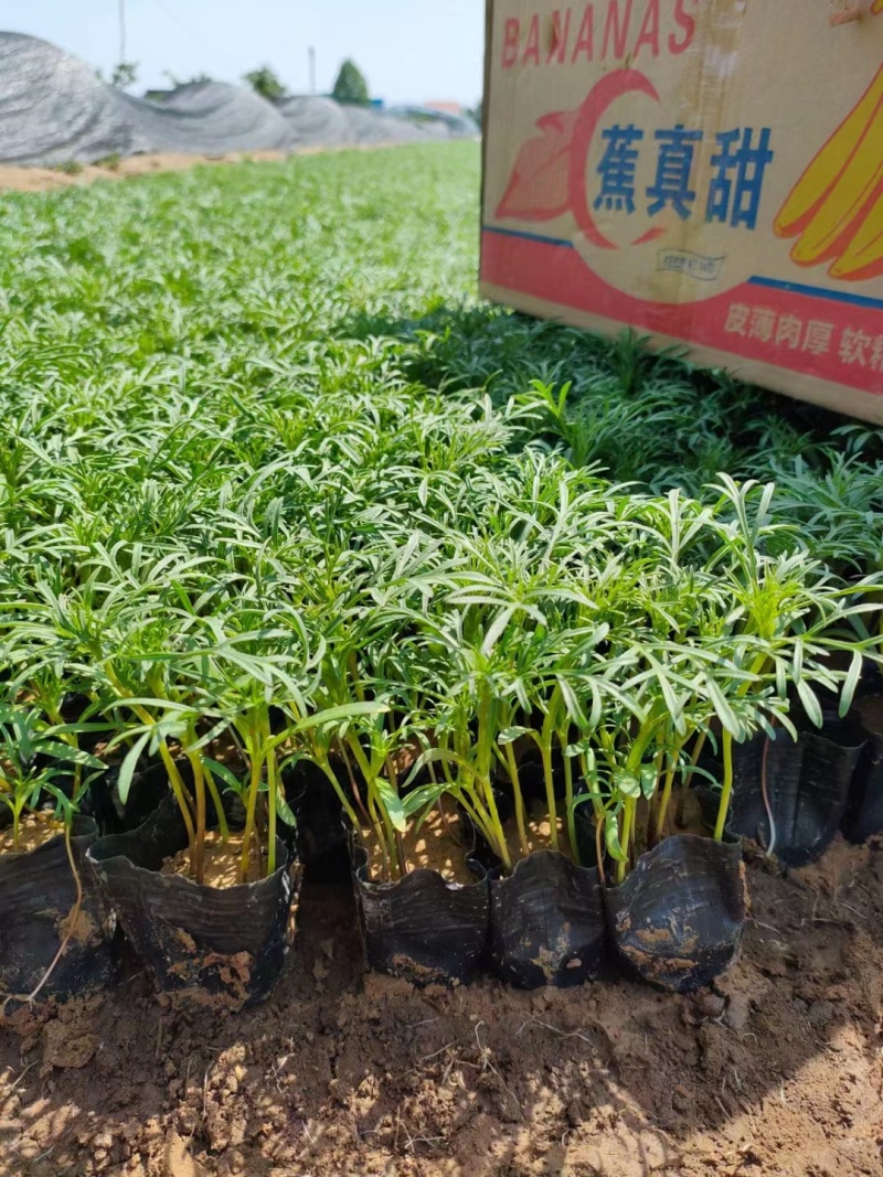 波斯菊，价格实惠，基地直发精品波斯菊