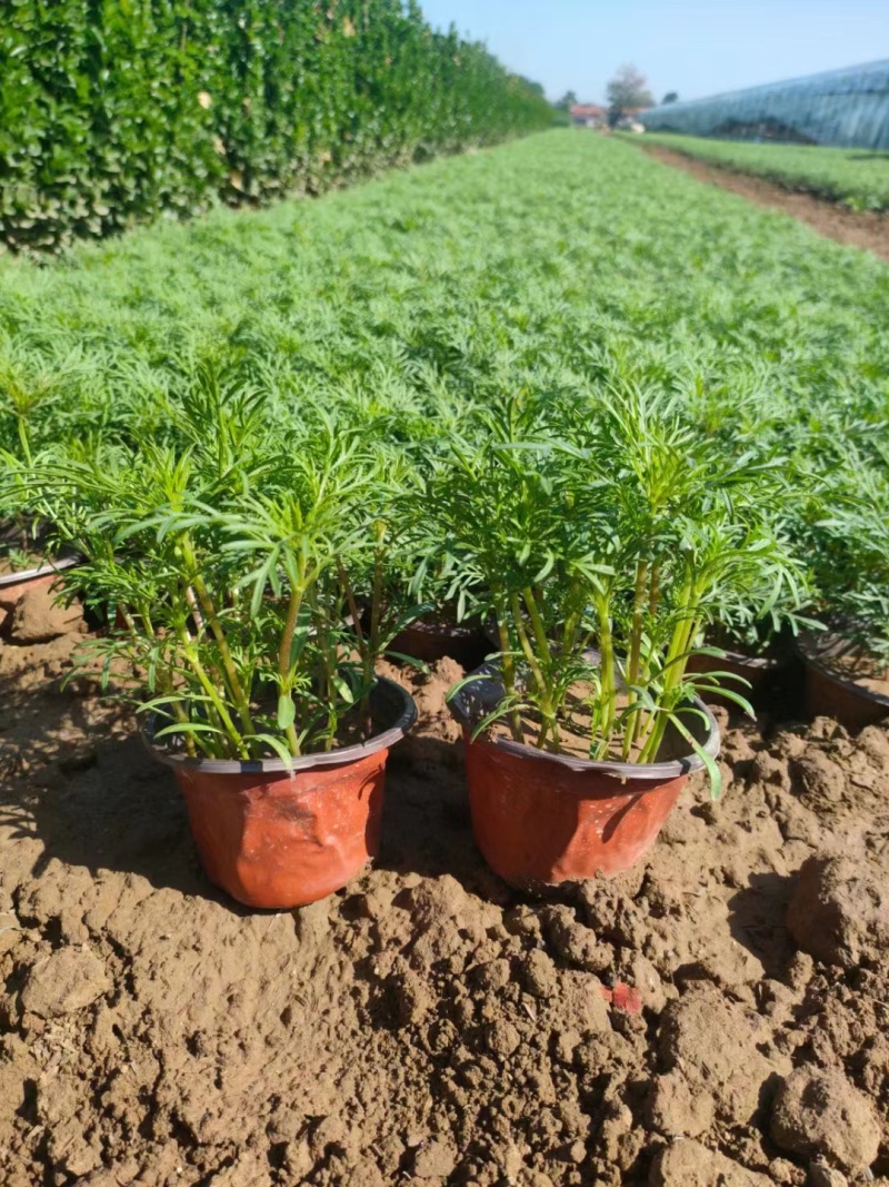 波斯菊，价格实惠，基地直发精品波斯菊