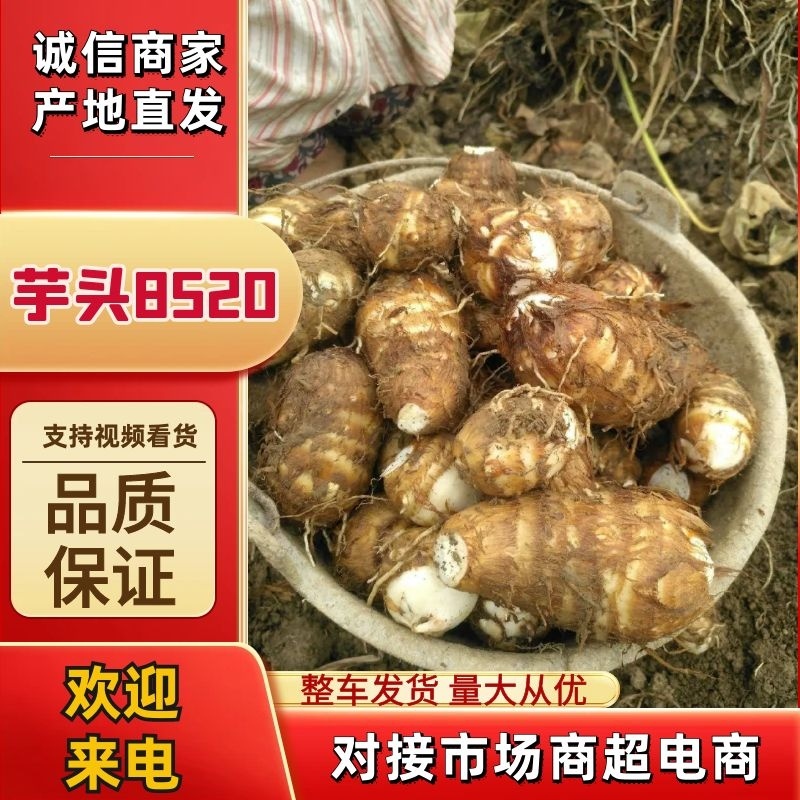 精品芋头8520大量现货，坏烂包赔，全国发货山东产地直发