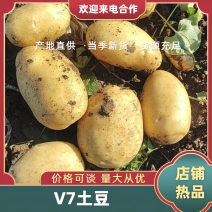 精品v7土豆，山东产地直发，规格齐全，量大从优一条龙服务