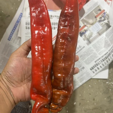 【精品红辣椒】常年供应质量保证红辣椒尖椒