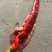 【精品红辣椒】常年供应质量保证红辣椒尖椒