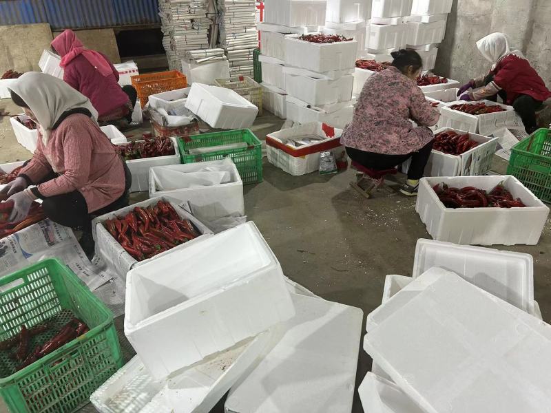 【精品红辣椒】常年供应质量保证红辣椒尖椒