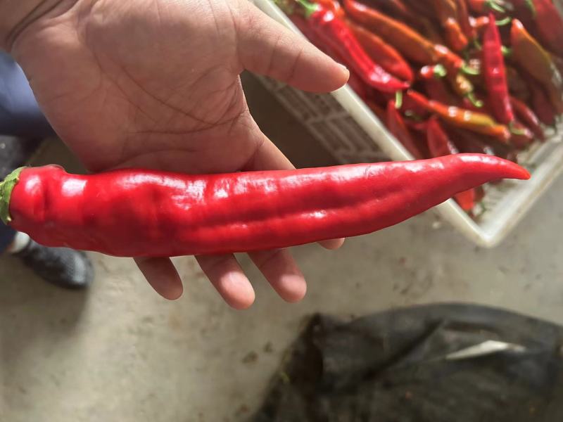 【精品红辣椒】常年供应质量保证红辣椒尖椒