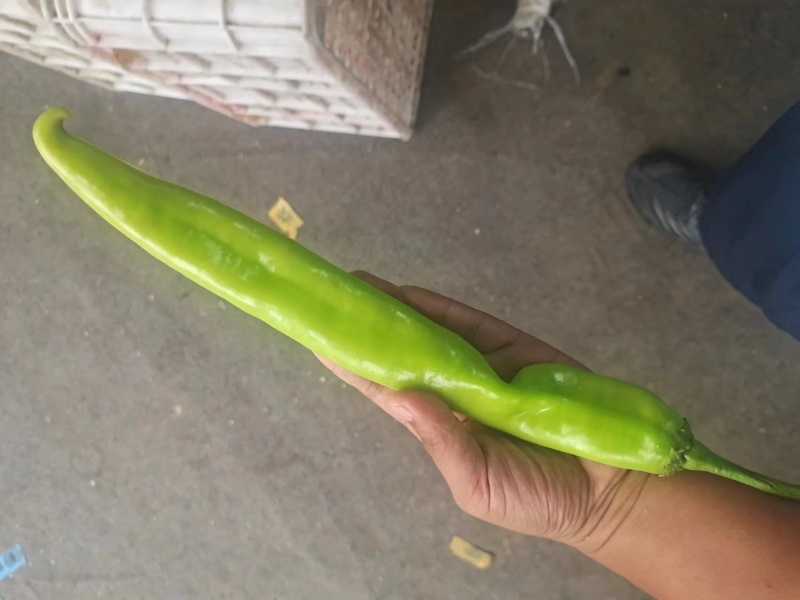 【精品尖椒】绿尖椒黄皮辣椒常年有货售后无忧