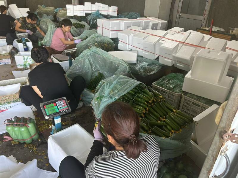 【源头产地】新鲜水果黄瓜无刺小黄瓜批发，电商一件代发