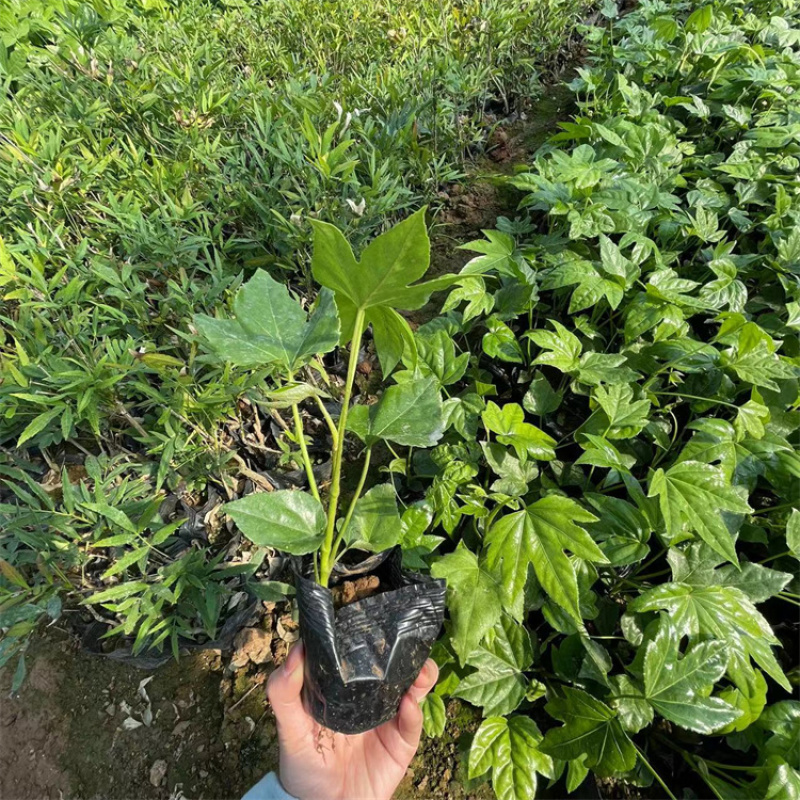 八角金盘，精品八角金盘基地直发
