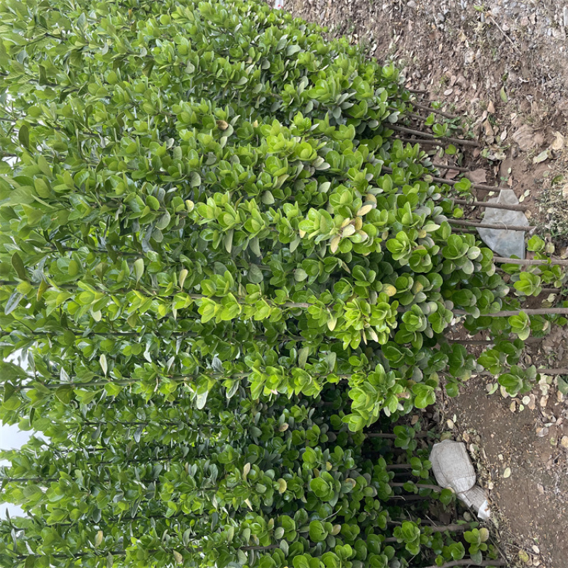 北海道黄杨，基地直发，精品苗木
