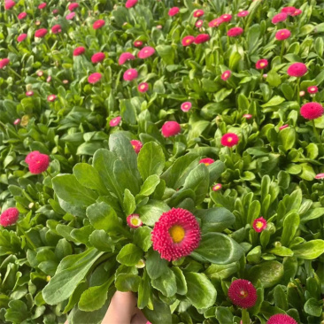 雏菊，价格优惠，基地直发精品苗木