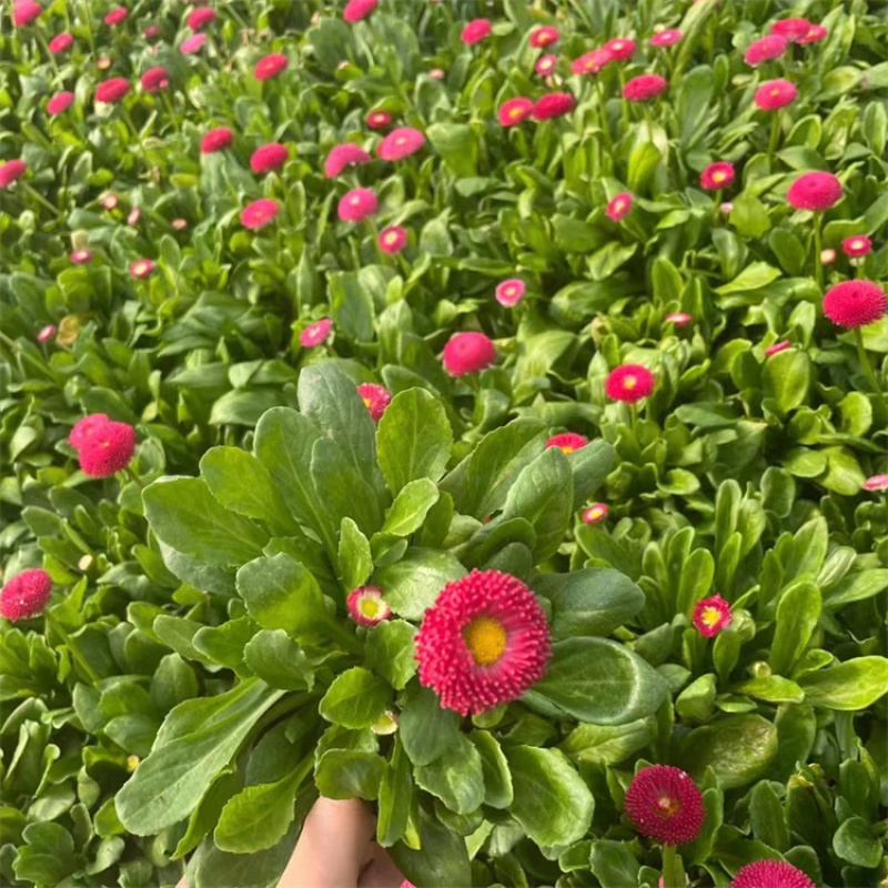 雏菊，价格优惠，基地直发精品苗木