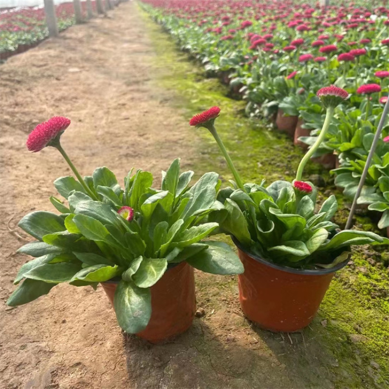 雏菊，价格优惠，基地直发精品苗木