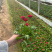 雏菊，价格优惠，基地直发精品苗木