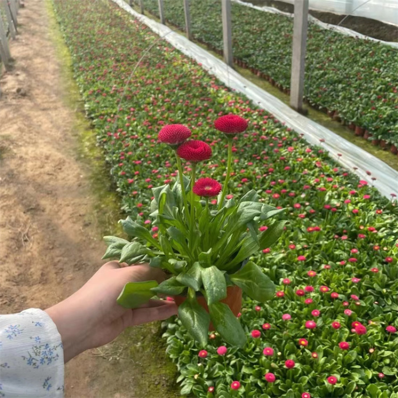雏菊，价格优惠，基地直发精品苗木
