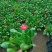 雏菊，价格优惠，基地直发精品苗木