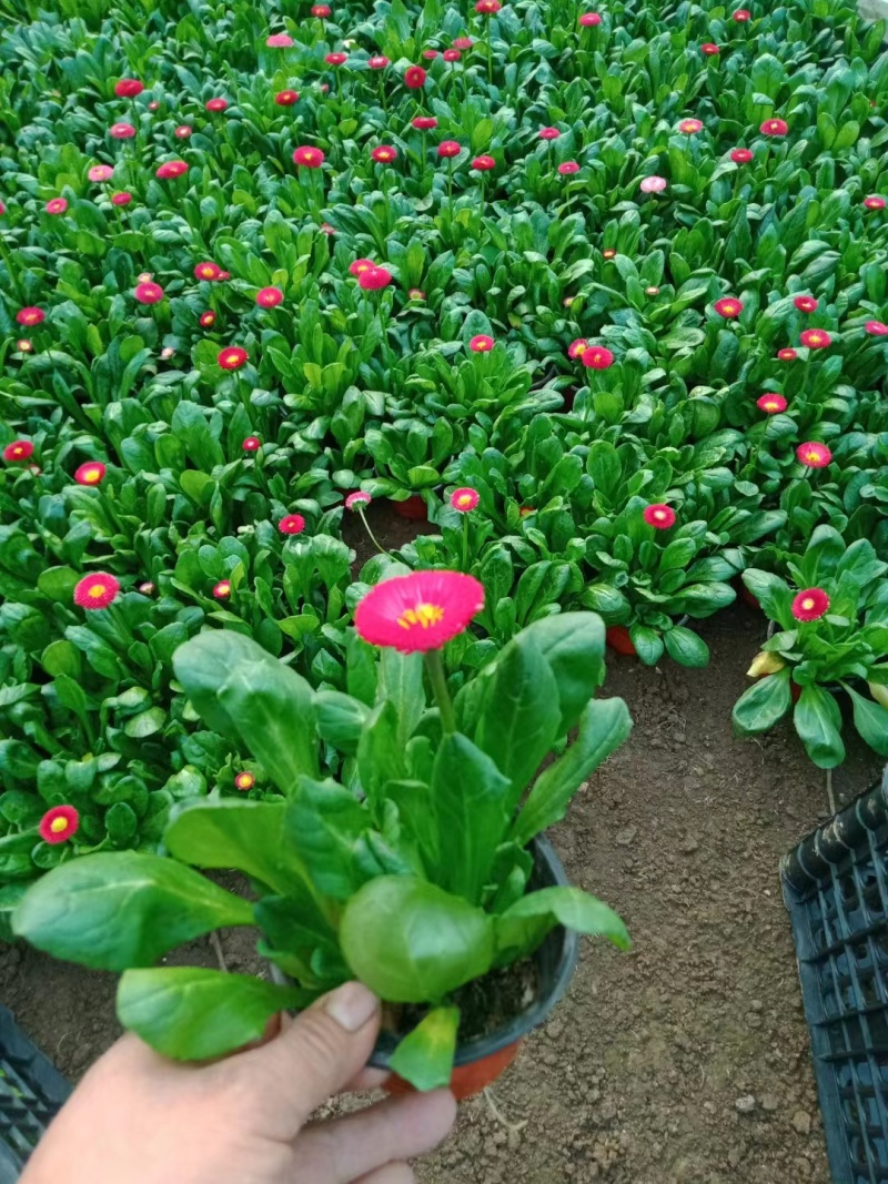 雏菊，价格优惠，基地直发精品苗木